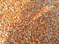 Available Yellow corn for sale, Premium Grade Yellow Corn / Maize