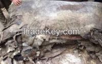 Dry and Wet Salted Donkey Hides