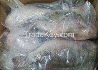 Cheap Frozen Tilapia Fish for sale