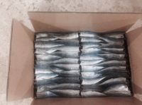  Dried Layang Scad Fish (Decapterus spp.)