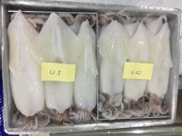 IQF Frozen Whole Round Loligo Squid
