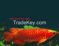 Super Red Arowana Fish / 24 K Golden Arowana Fish / Flowerhorn Fish