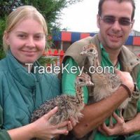 Fertile Hatching Ostrich Eggs