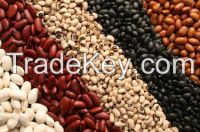 High Quality Pinto Dried Red Kidney Beans With Low Price