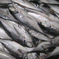 Frozen Mackerel Fish