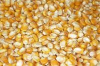 Yellow and White Corn, Dried Corn, Sweet Corn