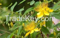 St John's Wort extract (Hypericum Perforatum)