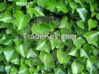 Ivy Extract