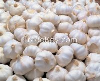 FRESH GARLIC