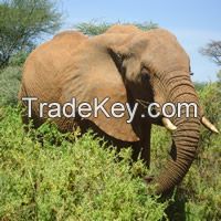 Kenya Tanzania Wildlife Safari Tours &amp; Trips