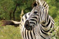 Serengeti Safaris, Tours &amp; Trips Tanzania