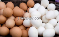 Chicken Eggs White and Brown