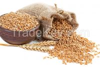 Wheat Grains for sale