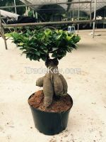 FICUS GINSENG Bonsai