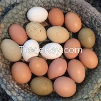 Fresh Table Egg and Egg products | Egg Supplier