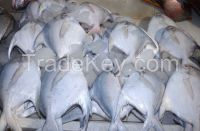 Whole Round Frozen Golden/Black/silver Pomfret Fish