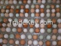 Birds Eggs, Parrots Eggs, Fertile Hatching Parrot Eggs Available For Sale