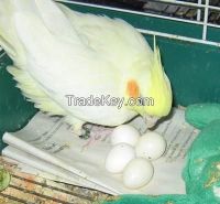 Umbrella Cockatoo Parrot Eggs and Parrots (Eggs Hatching Ratio 1:1, 100% Guaranteed) and Incubators For Sale