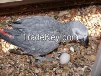 African Gray Parrot Hatching Eggs and Parrots (Eggs Hatching Ratio 1:1, 100% Guaranteed) and Incubators For Sale