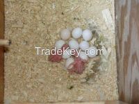 Parrot eggs (Eggs Hatching Ratio 1:1, 100% Guaranteed), Parrots and Incubators For Sale