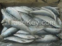 FROZEN SARDINELLA AURITA Whole Round