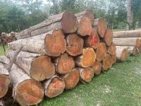 Teak Wood