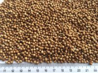 Coriander Seeds