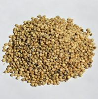 Sorghum 