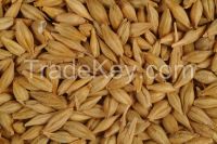 BARLEY