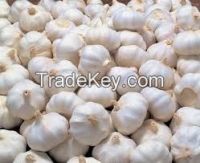 Fresh Garlic