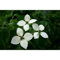 Cornus Kousa Chinensis Seeds (Chinese Kousa Dogwood Seeds)