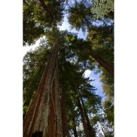 Sequoia Sempervirens Seeds (Sequoia Coast Redwood Seeds)