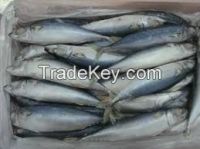 Dried and Frozen Horse Mackerel Fish/Frozen Squid/Salmon Fish/Frozen Fish