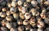 Fresh Quail Eggs,Parrot Eggs and Chicken Eggs