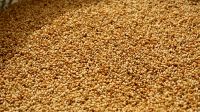 High Quality Grade A Sesame Seeds | Nigeria