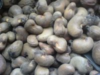 Grade A High Quality Raw and Semi Processed Cashew Nut from Nigeria