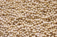 High Quality Grade A Soybeans from Nigeria