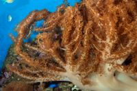 Finger leather coral or Colt soft coral