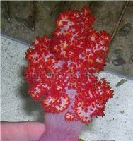 Cauliflower or Tree coral 