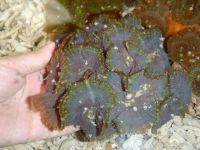 Colored Tonga blue mushroom coral