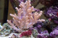 (Assorted )Tree corals