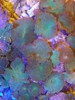 Tonga blue mushroom coral