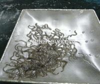 Glass Eel (anguilla Anguilla)