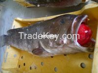 Fresh Fish Mauritanian