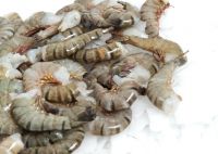 Black Tiger Shrimp (HLSO