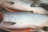 Farm-Raised Atlantic Salmon (H&amp