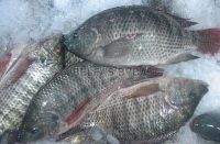 Frozen Tilapia Fillets,Skinless, Boneless, IQF