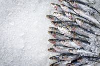 Frozen Sardines,Bulk Export | Affordable &amp