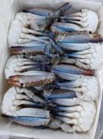 Frozen Crab,Snow Crab, Blue Crab