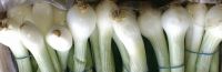 Spring onions, grade A